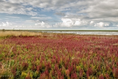 Langwarder Groden im Oktober, Butjadingen