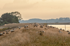 Auf-dem-Huntedeich