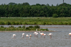 Flamingos-zu-Besuch-in-Brake